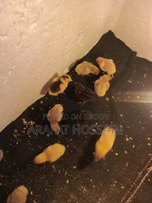 কোয়েল পাখি