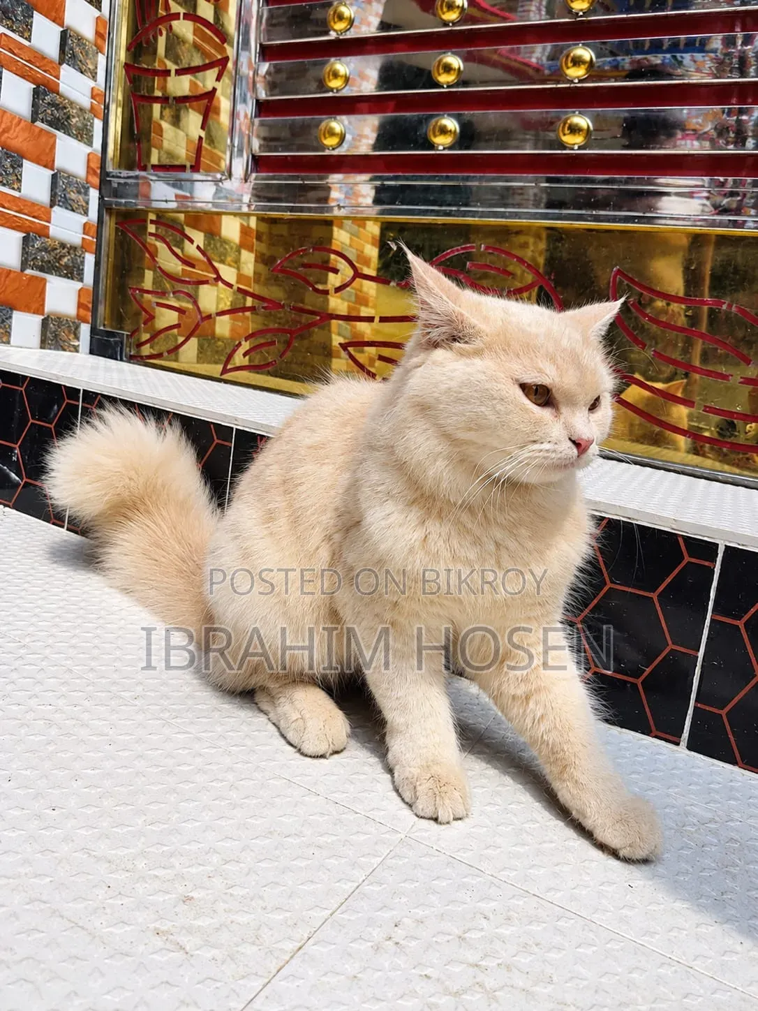 ৬-১২ মাস বয়সী পুরুষ বিশুদ্ধ পার্সিয়ান