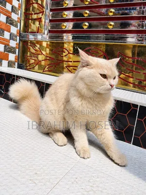 ৬-১২ মাস বয়সী পুরুষ বিশুদ্ধ পার্সিয়ান