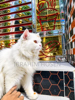 ৬-১২ মাস বয়সী পুরুষ বিশুদ্ধ পার্সিয়ান