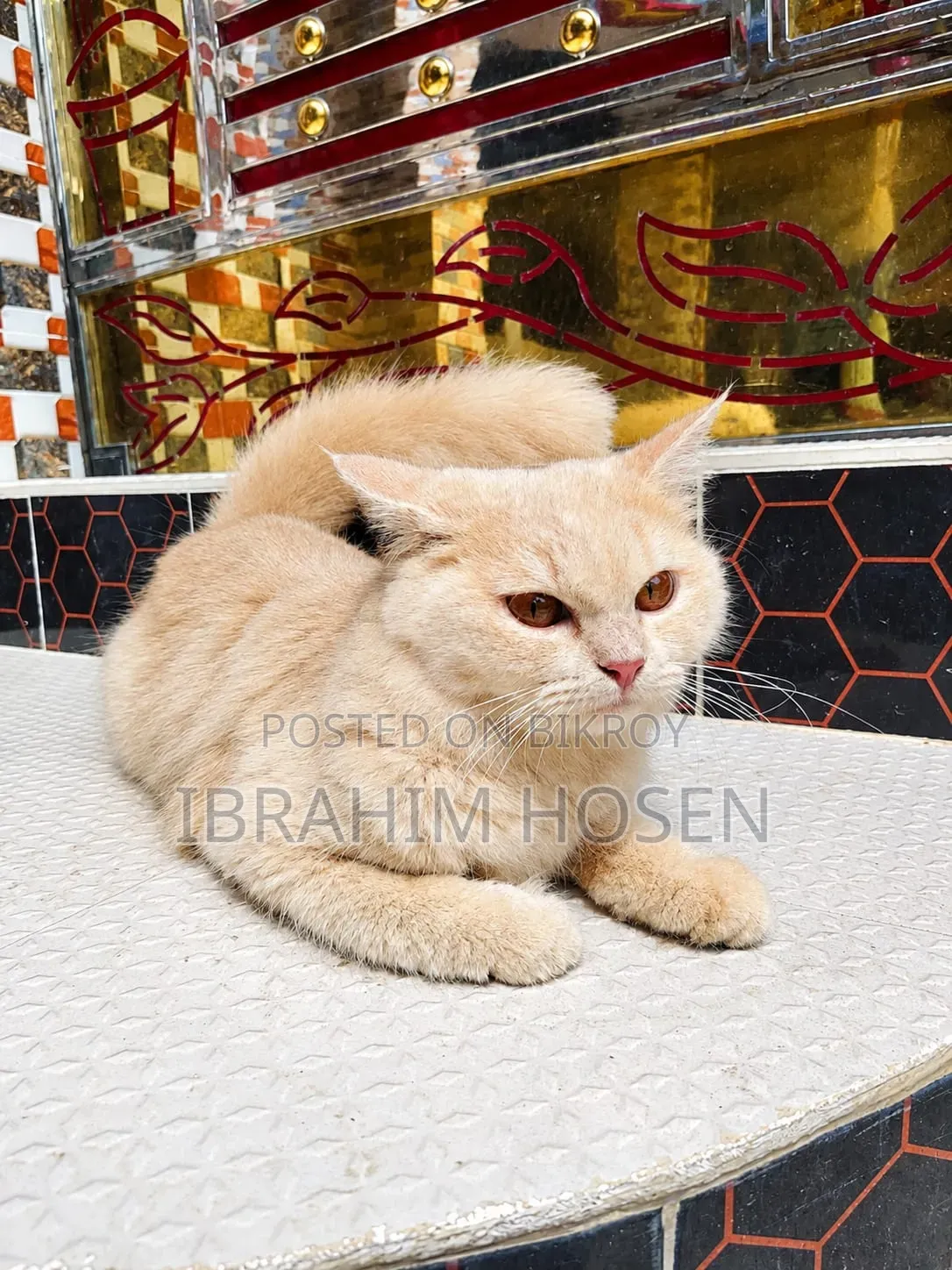 ৬-১২ মাস বয়সী পুরুষ বিশুদ্ধ পার্সিয়ান