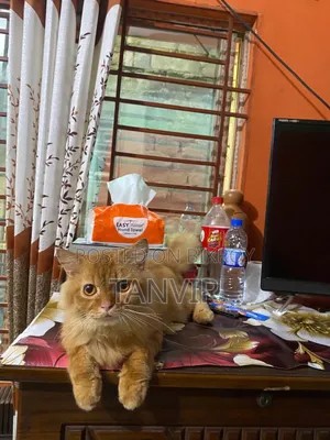 ৬-১২ মাস বয়সী পুরুষ বিশুদ্ধ জাতের পার্সিয়ান