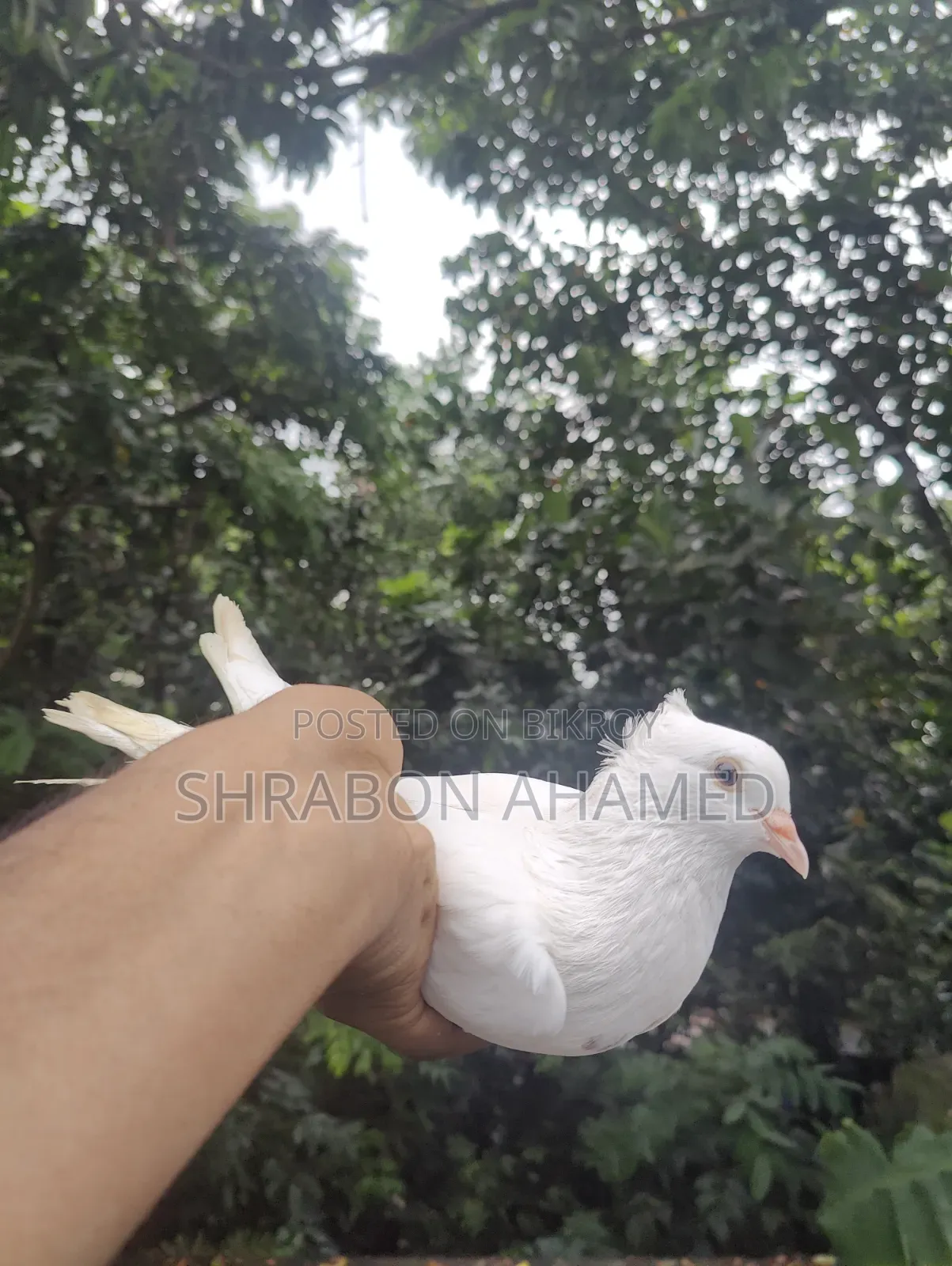 Giribaj Pigeon