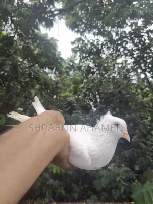 Giribaj Pigeon