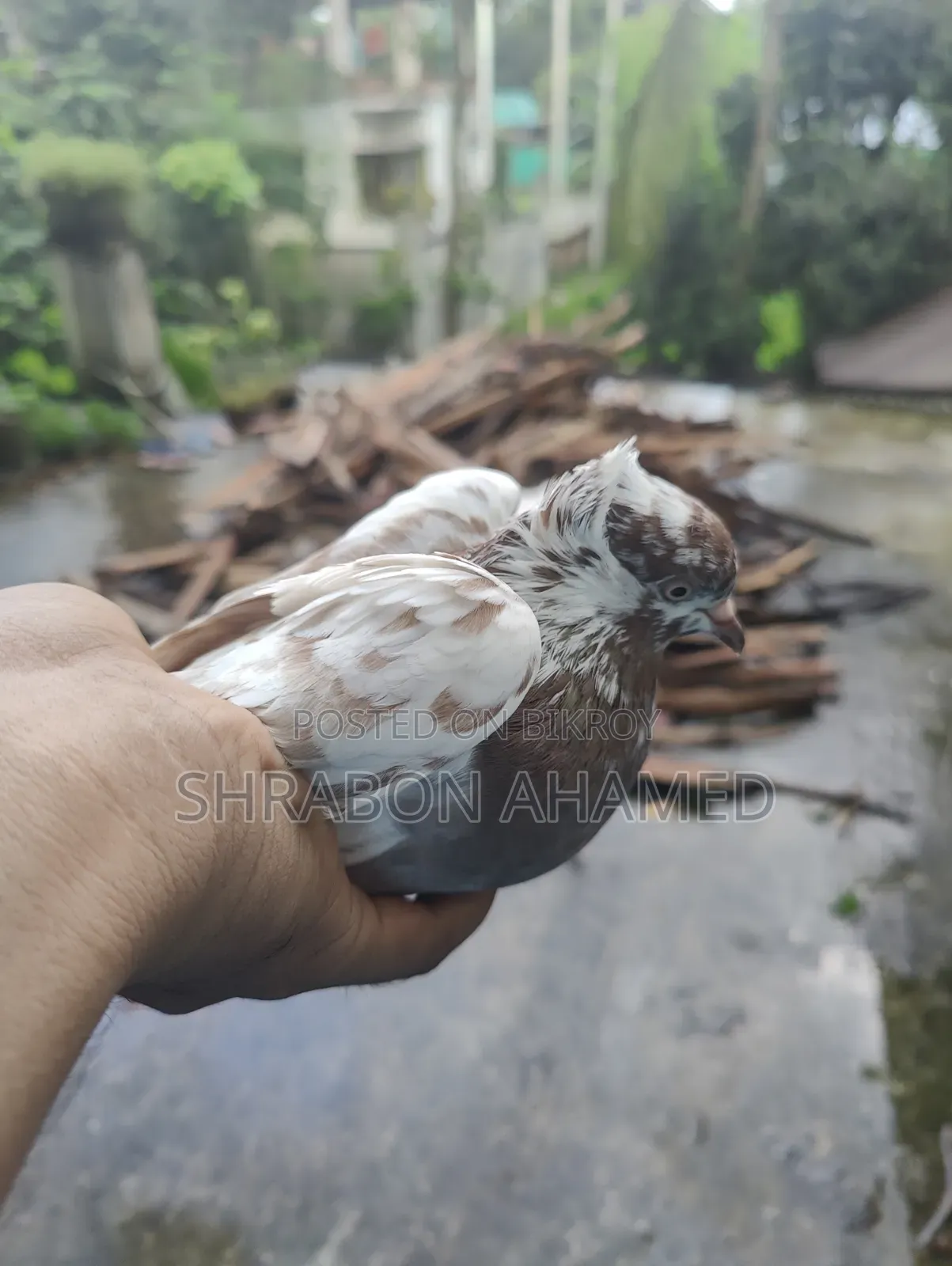 Giribaj Pigeon