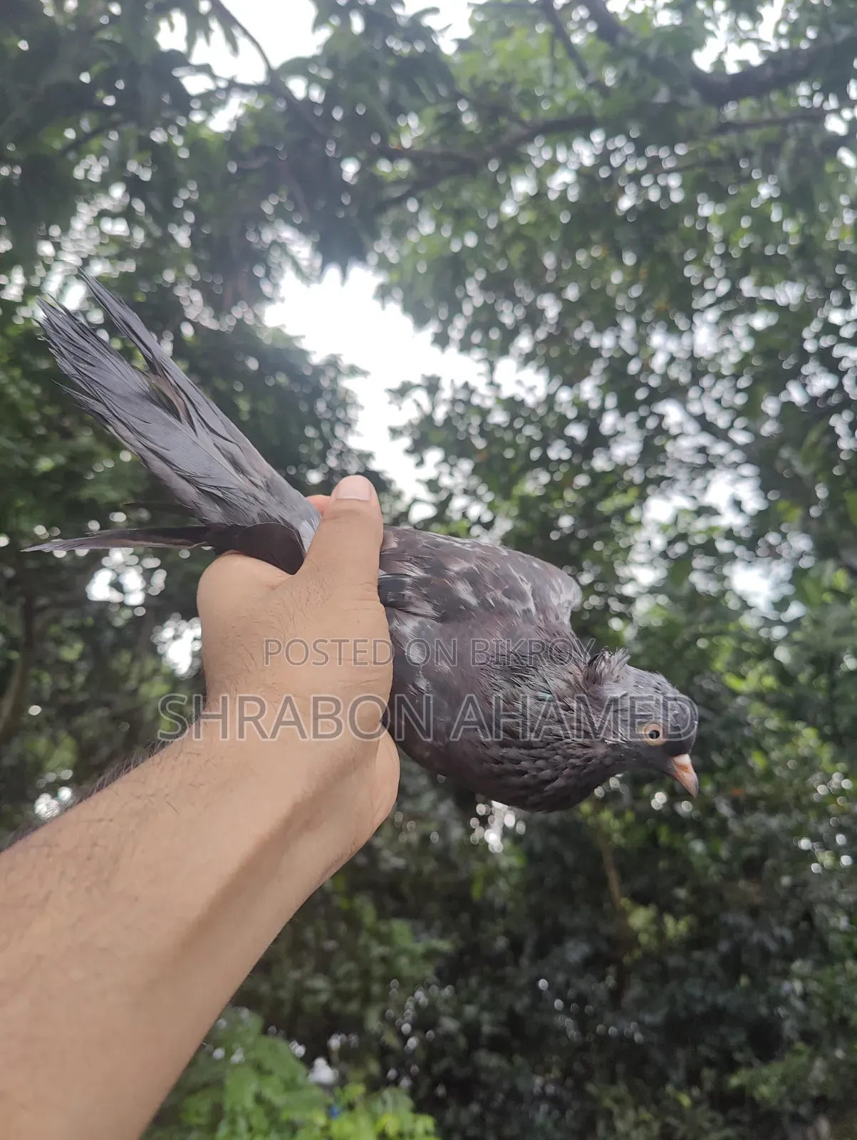 Giribaj Pigeon