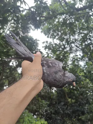 Giribaj Pigeon