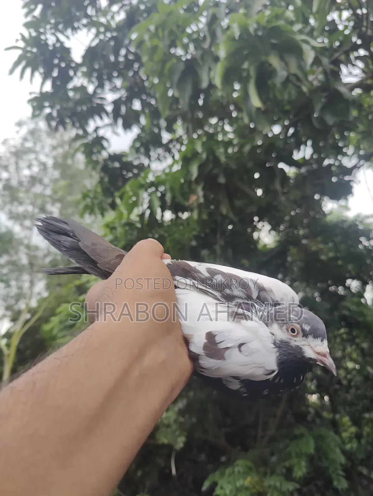 Giribaj Pigeon