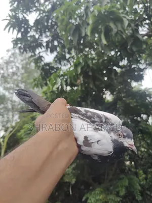 Giribaj Pigeon