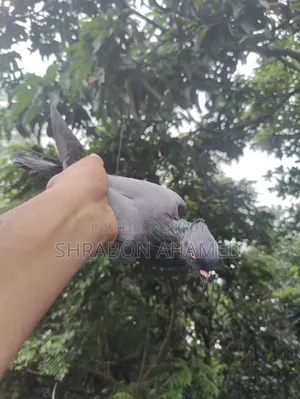 Giribaj Pigeon