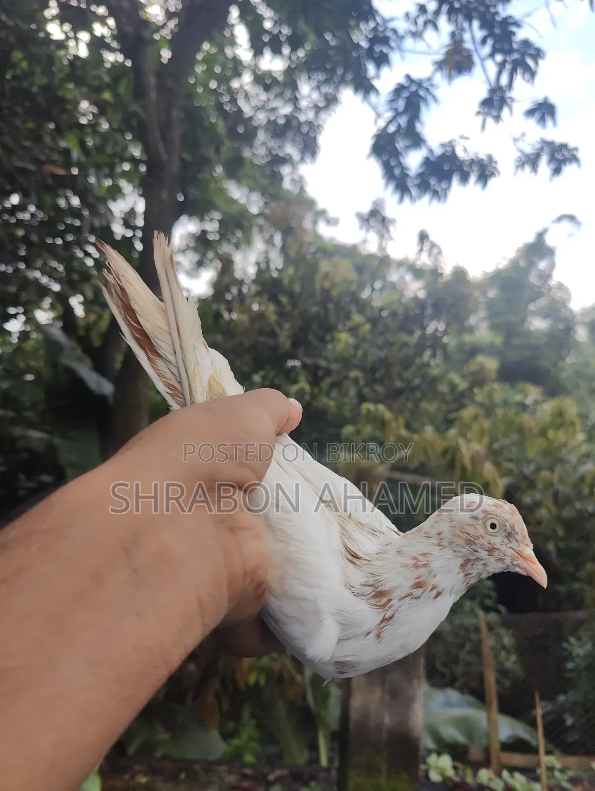 Giribaj Pigeon