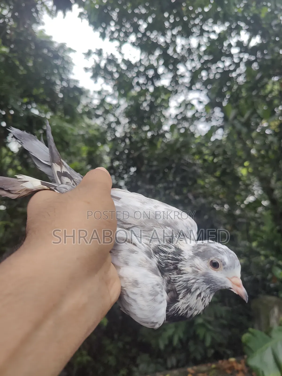 Giribaj Pigeon