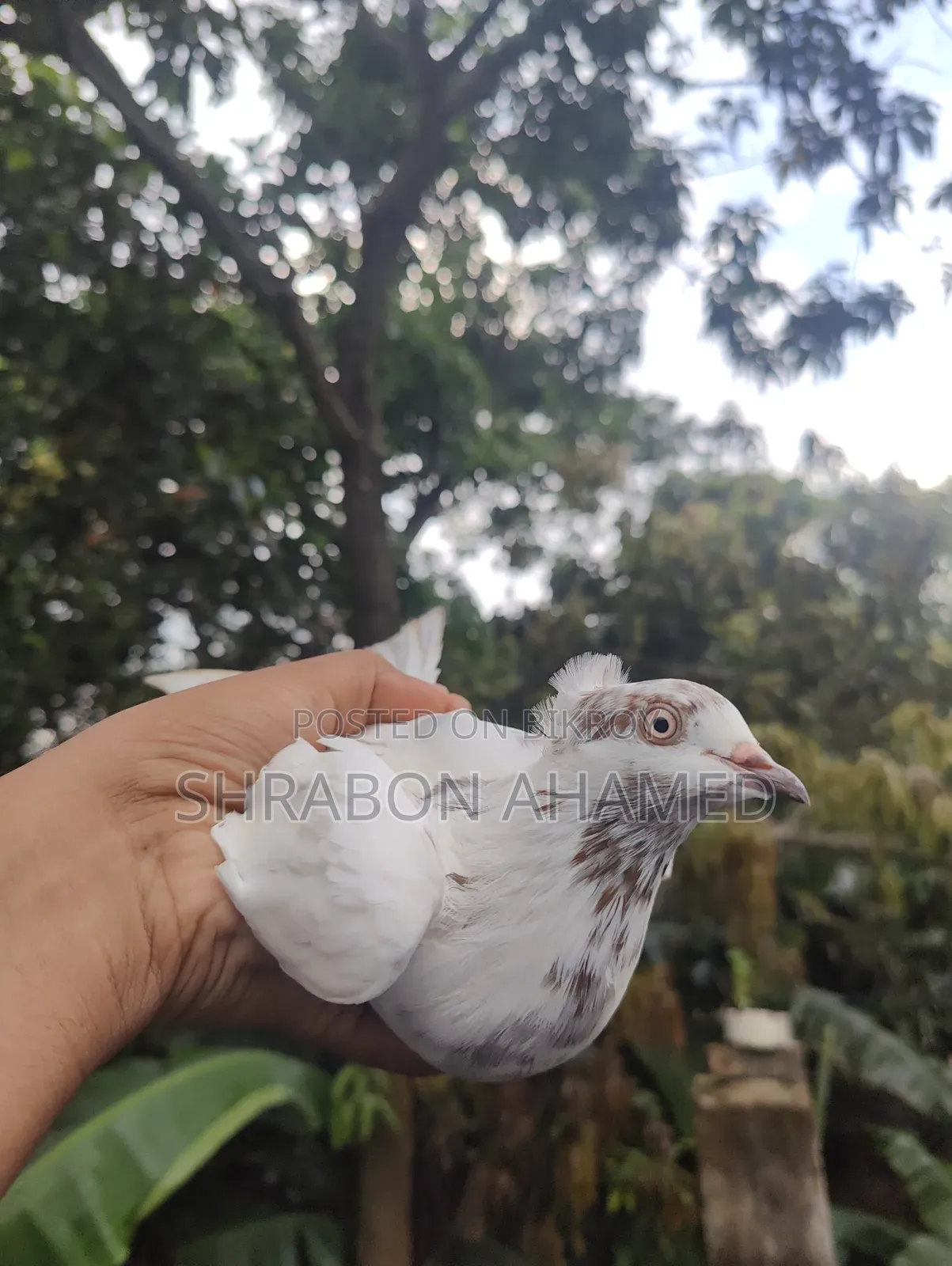Giribaj Pigeon