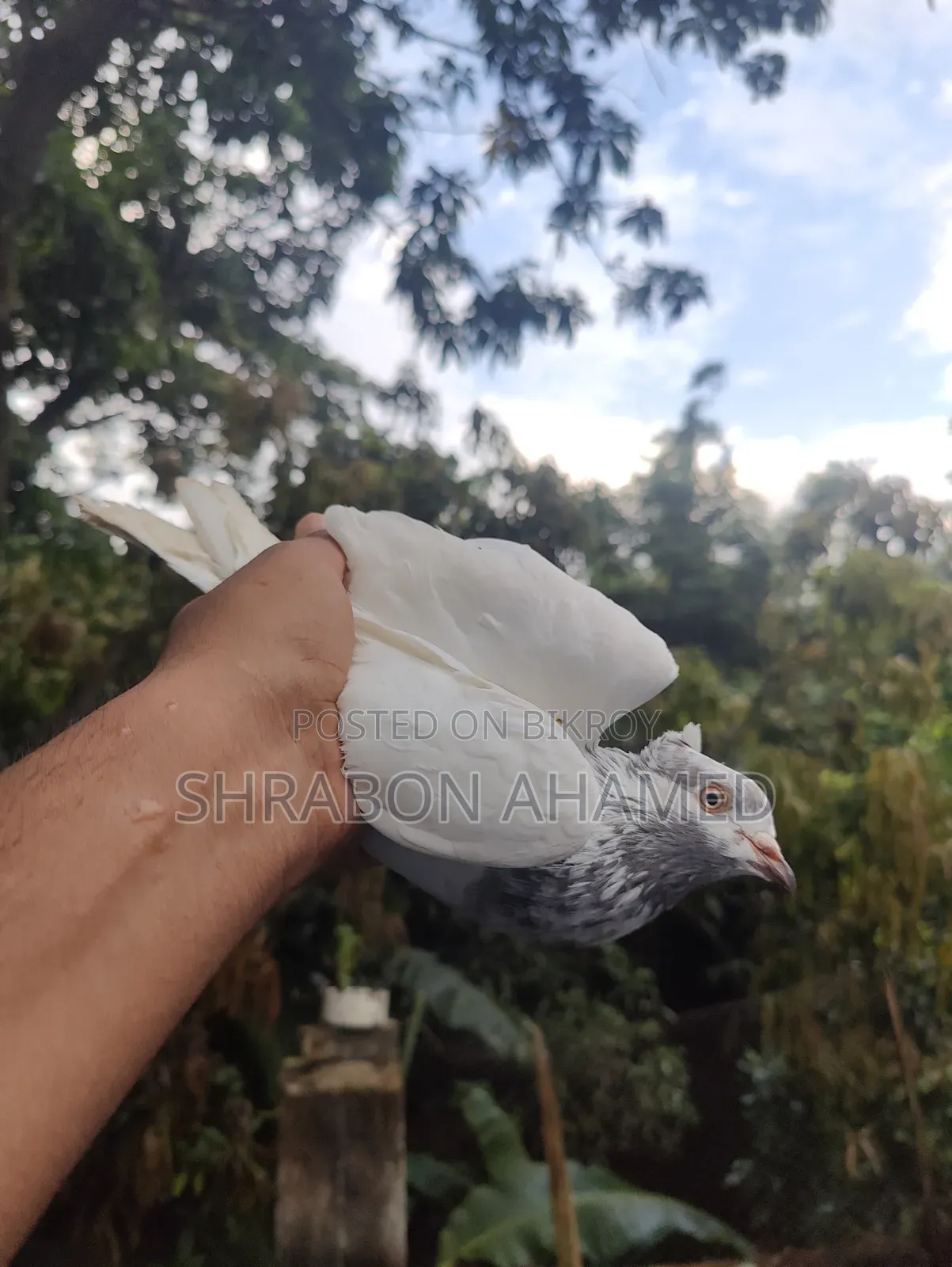 Giribaj Pigeon