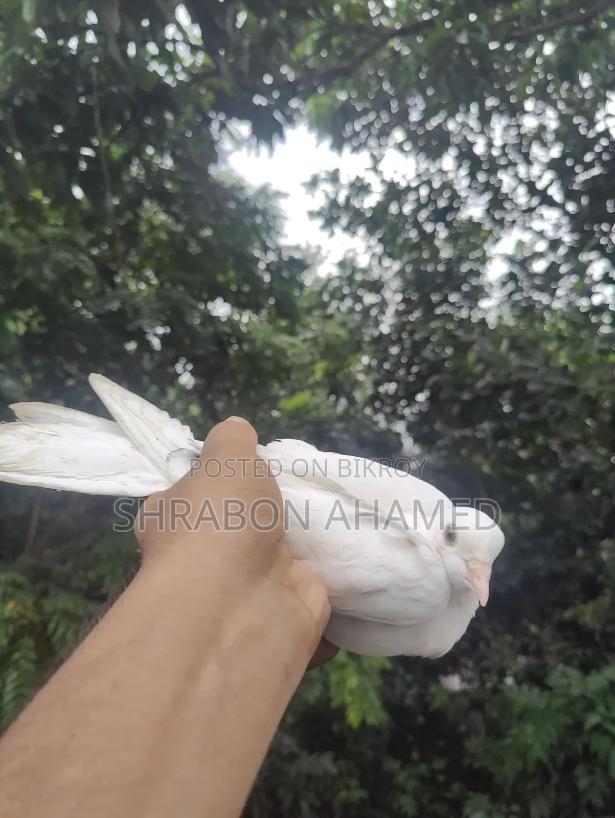 Giribaj Pigeon