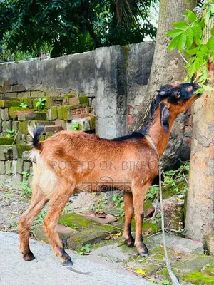 Pregnant Black Bengal Goat