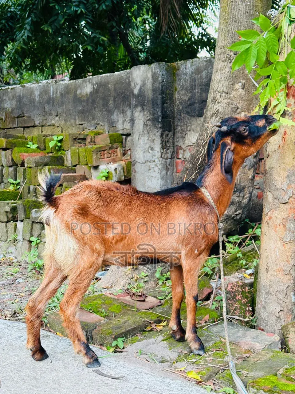 Pregnant Black Bengal Goat