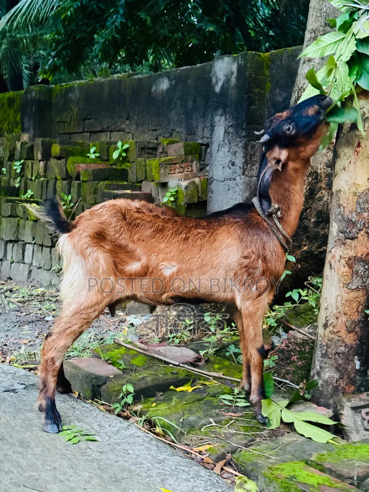 Pregnant Black Bengal Goat