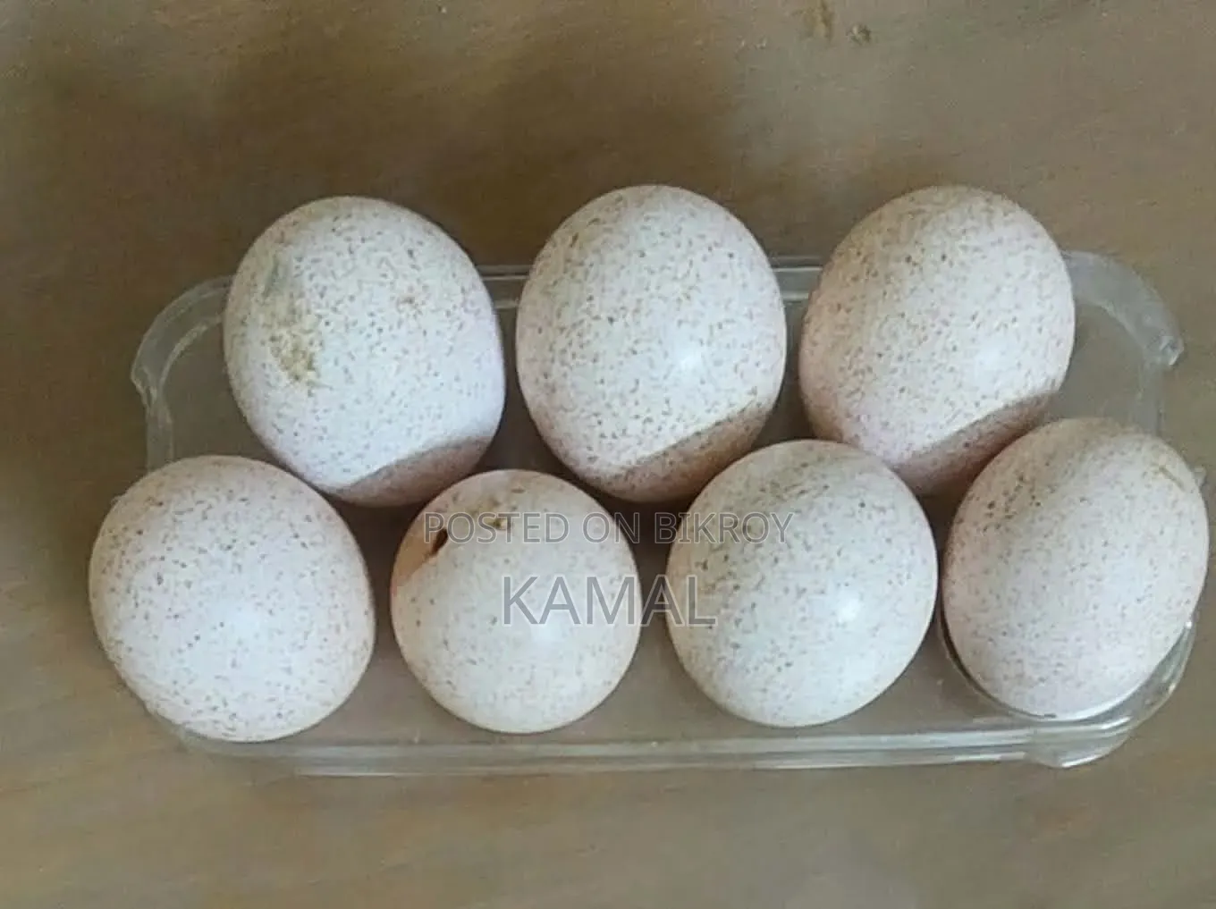 Turkey Bird Hatching Eggs for Sale