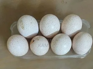 টার্কি মুরগীর বীজ ডিম বিক্রি হবে