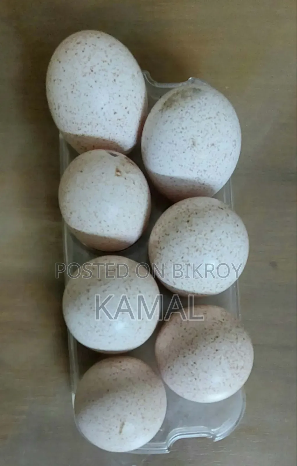 Turkey Bird Hatching Eggs for Sale