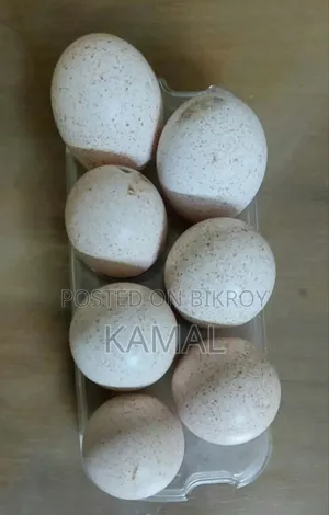 Turkey Bird Hatching Eggs for Sale