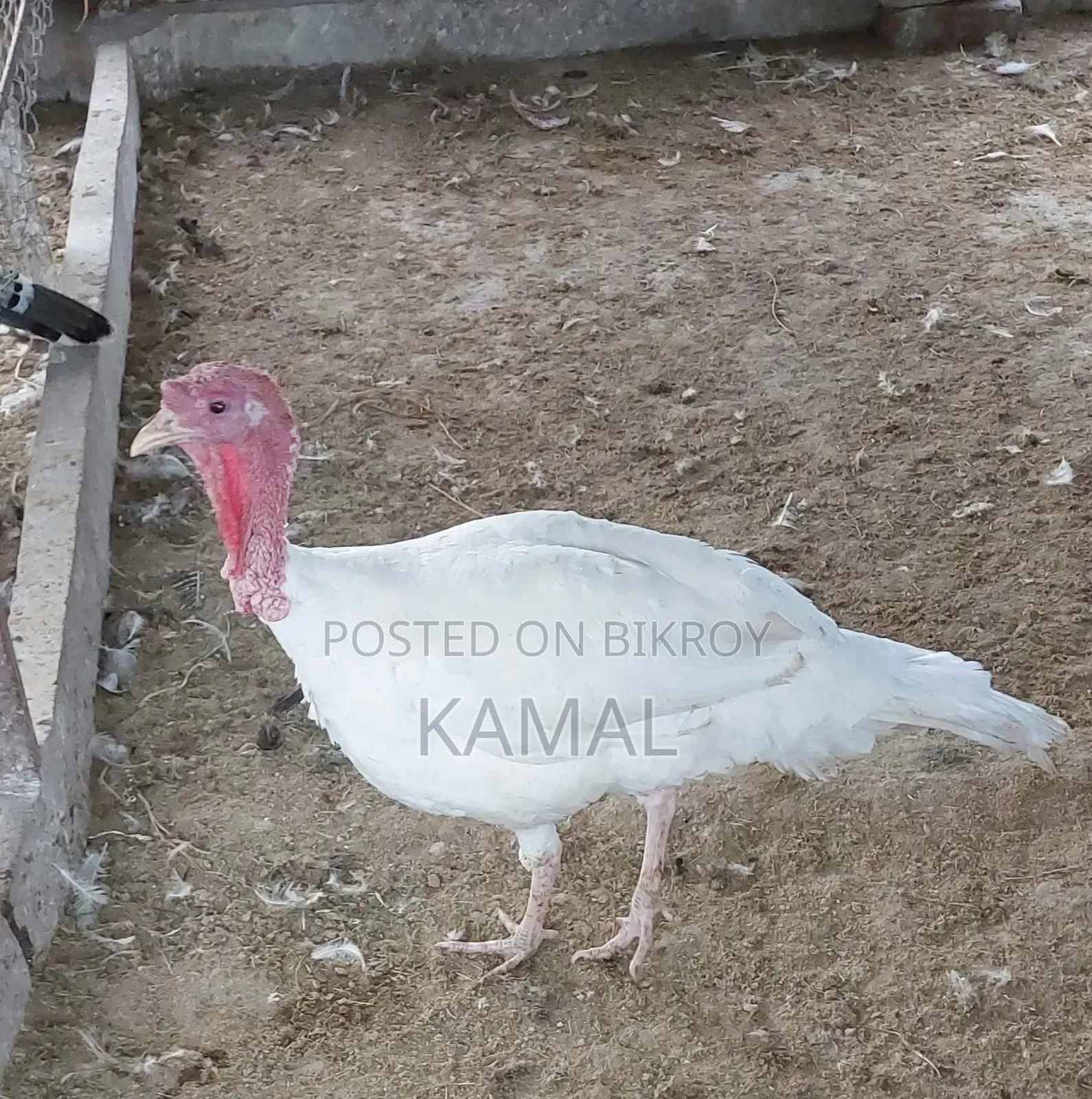 Turkey Bird Hatching Eggs for Sale