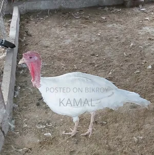 Turkey Bird Hatching Eggs for Sale