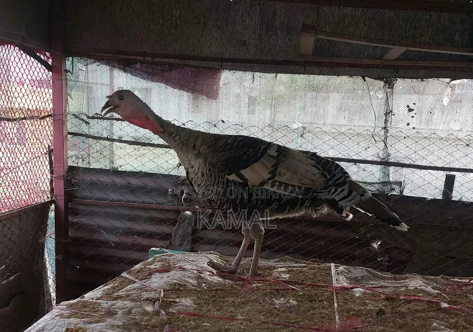 Turkey Bird Hatching Eggs for Sale