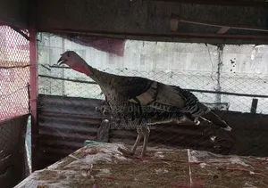 Turkey Bird Hatching Eggs for Sale
