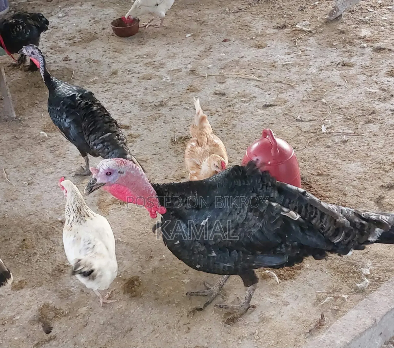 Turkey Bird Hatching Eggs for Sale