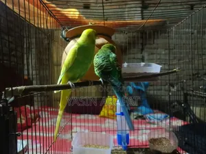 Birds for Sale (Budgerigar)