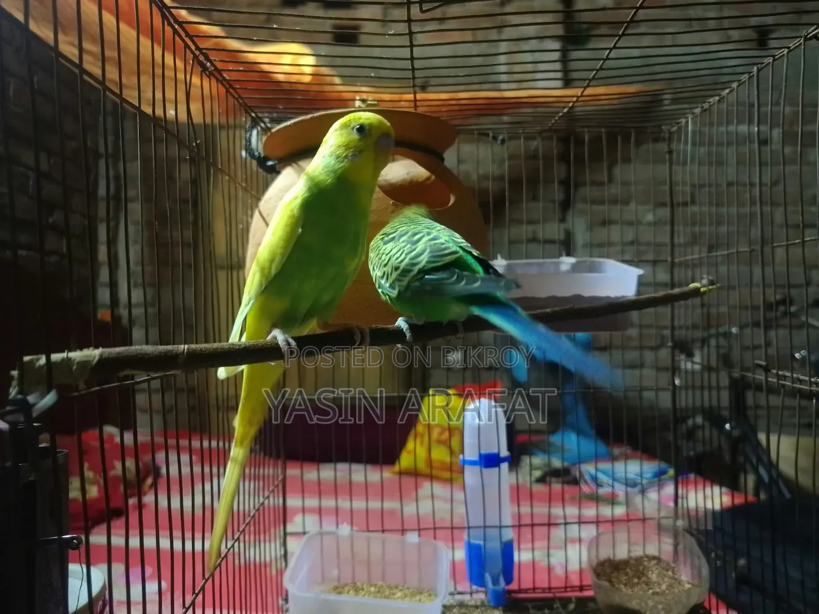 Birds for Sale (Budgerigar)