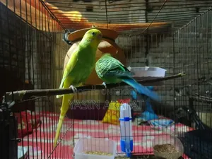 Birds for Sale (Budgerigar)