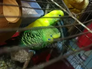 Birds for Sale (Budgerigar)