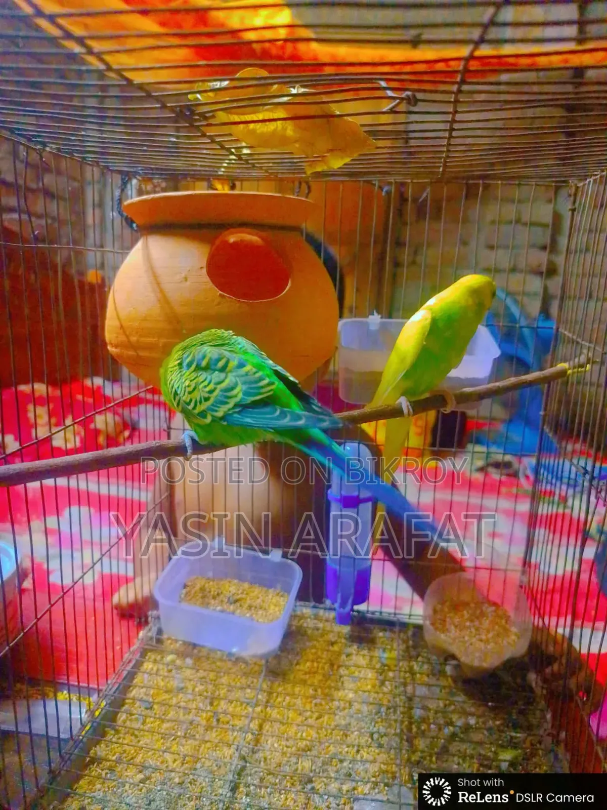Birds for Sale (Budgerigar)