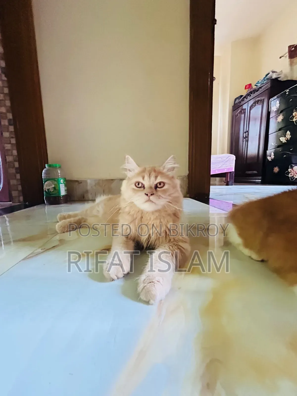 ৬-১২ মাস বয়সী পুরুষ বিশুদ্ধ পার্সিয়ান