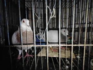 For Sale