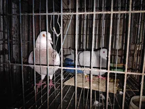 For Sale