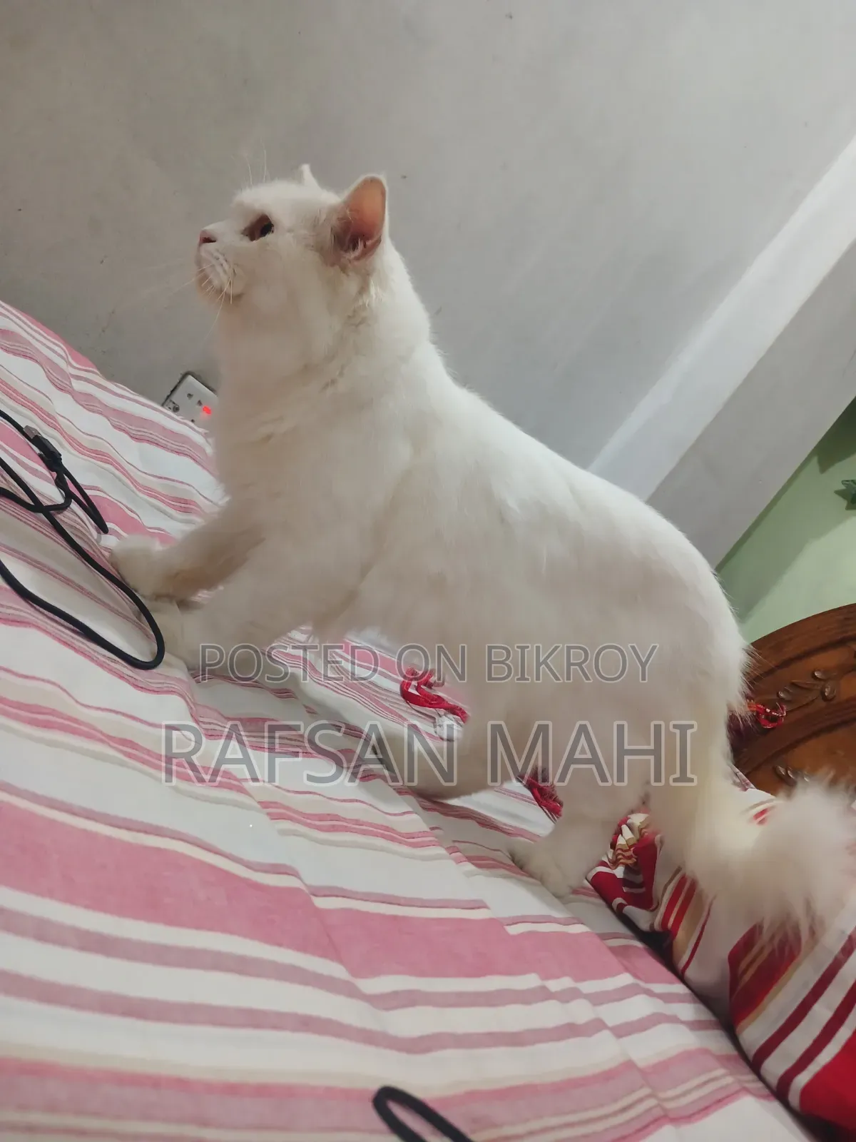 1+ year Male Mixed Breed Persian Cat