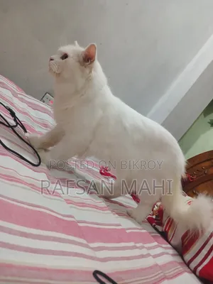 1+ year Male Mixed Breed Persian Cat