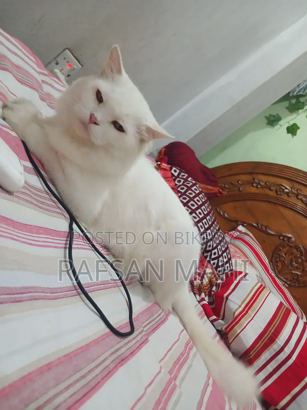 1+ year Male Mixed Breed Persian Cat