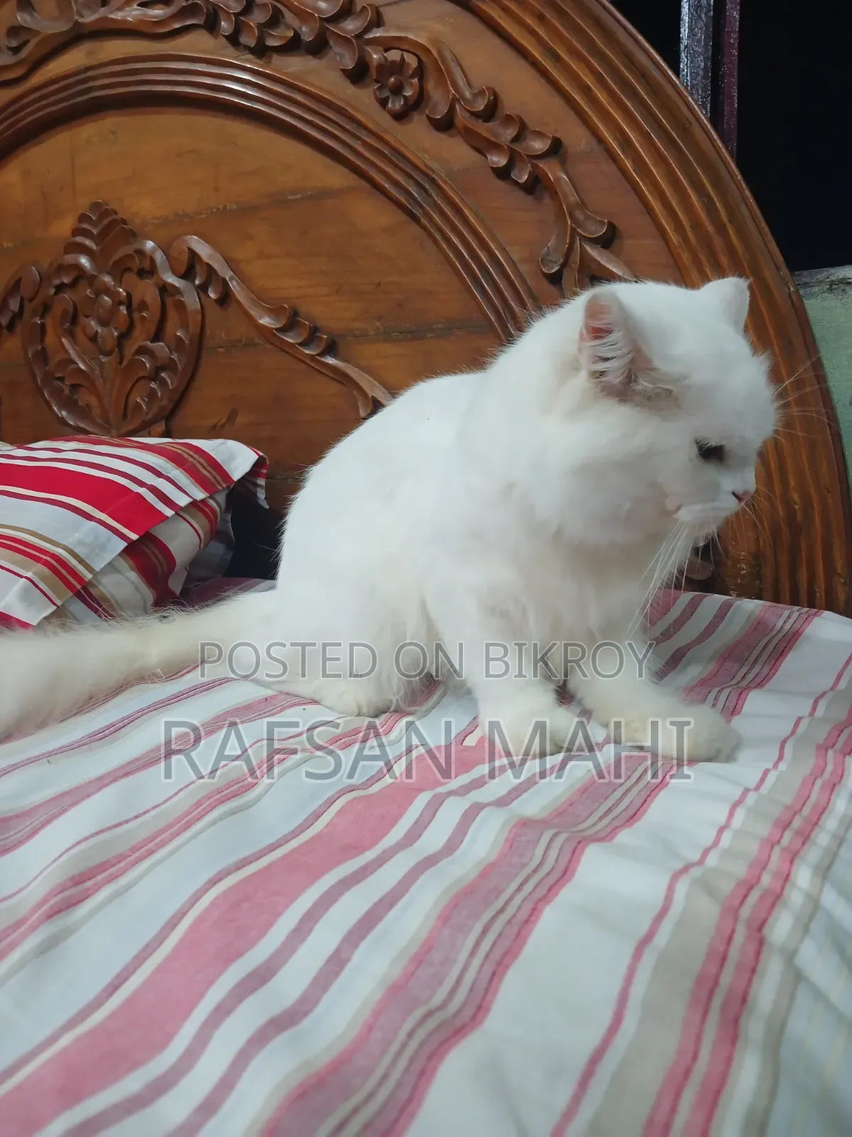 1+ year Male Mixed Breed Persian Cat
