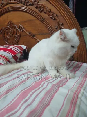 1+ year Male Mixed Breed Persian Cat