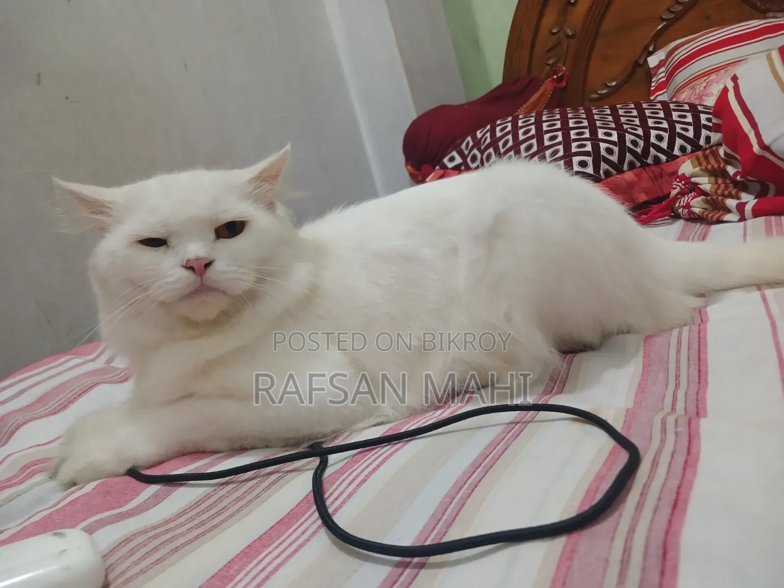 1+ year Male Mixed Breed Persian Cat