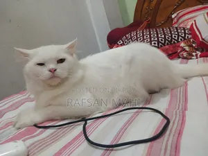 1+ year Male Mixed Breed Persian Cat