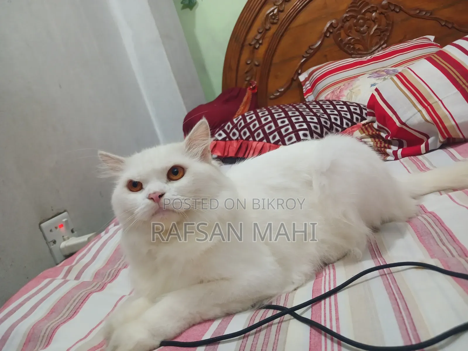 1+ year Male Mixed Breed Persian Cat