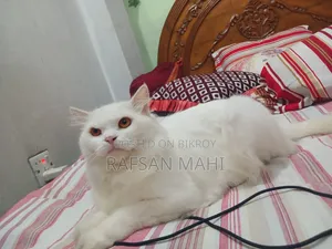 1+ year Male Mixed Breed Persian Cat