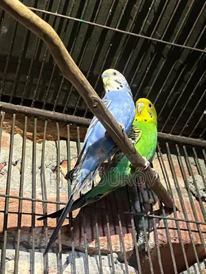 Running and Full Adult Budgies