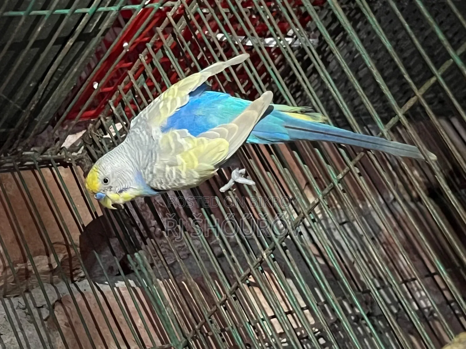 Running and Full Adult Budgies